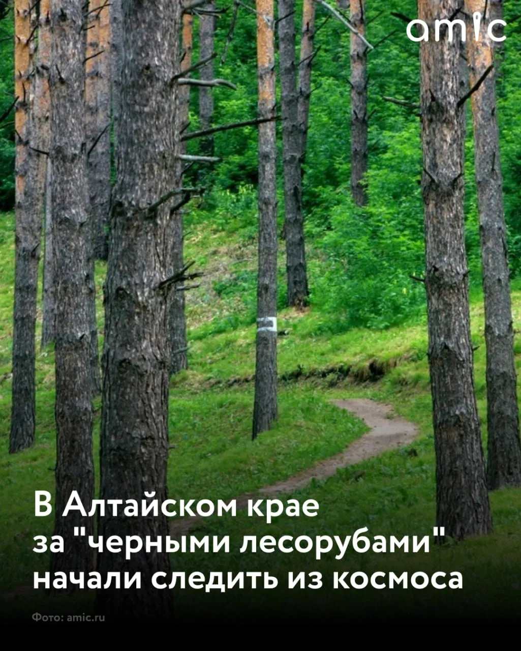 В 2026 году лесничества Алтайского края будут охранять леса от незаконных рубок из космоса сообщили в региональном Минприроды Алтайский край включили в перечень регионов для непрерывного космомониторинга Работа уже началась подчеркнули в министерстве Теперь информацию о состоянии земной поверхности лесного фонда специалисты будут непрерывно получать с космических аппаратов Это поможет отслеживать природные процессы стихийные бедствия а также изменения вызванные деятельностью человека в первую очередь незаконные рубки Как только на территории лесов выявляются изменения предположительно связанные с нарушениями на лесном участке мгновенно осуществляется натурная проверка пояснили в Минприроды В ряде российских регионов подобная практика существует с 2022 года Нелегальные заготовки в них снизились в несколько раз этому по мнению специалистов способствует космомониторинг и анализ данных на основе ИИ Подписывайтесь на amic ru в Max