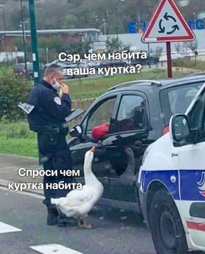 В Татарстане хотят вывести новую породу гуся татарскую Но для этого нужна господдержка и участие ученых   entermedia io news v tatarstane planiruyut vyvesti novuyu porodu gusya