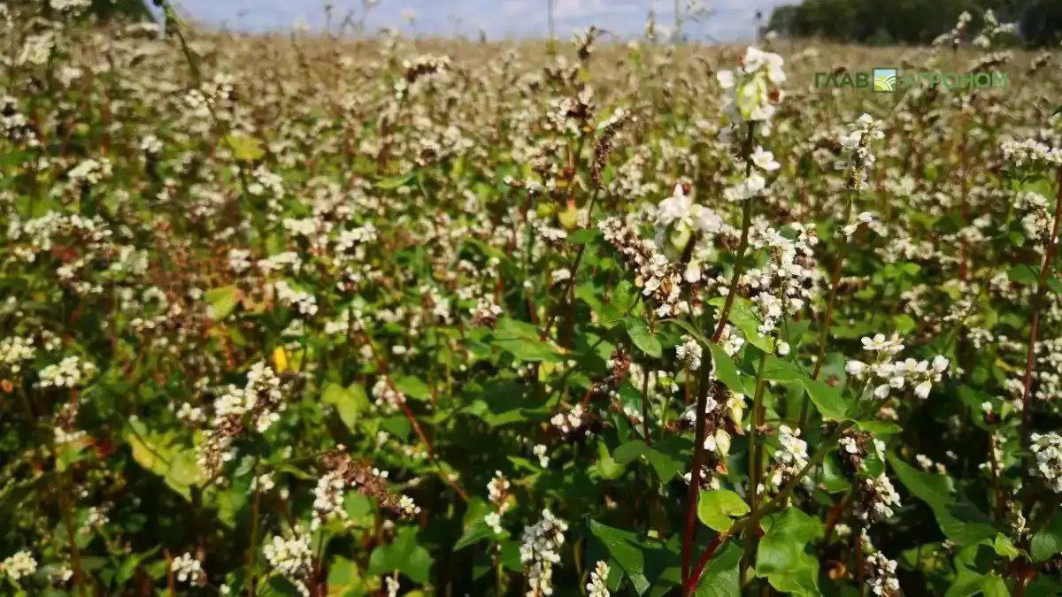 Россия поставила исторический рекорд по экспорту гречихи Как сообщает Агроэкспорт за 11 месяцев 2025 года Россия экспортировала около 250 тыс тонн гречихи на сумму более 64 млн долл США Это на 15 больше чем за аналогичный период прошлого года в физическом выражении Таким образом побит исторический рекорд ранее максимум в экспорте российской гречихи в весе был зафиксирован в 2024 году 235 тыс тонн В ТОП 3 импортеров в физическом выражении входят Китай около 238 тыс тонн Япония около 4 тыс тонн Польша около 3 тыс тонн За 10 лет экспорт российской гречихи вырос в 6 2 раза в натуральном выражении