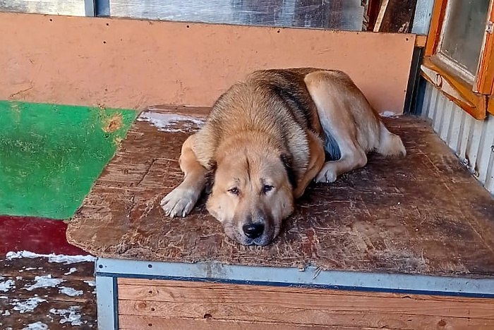 Зоозащитники потребовали от ГУ МВД наказать полицейского застрелившего агрессивную собаку Свердловский Главк МВД начал проверку в отношении сотрудника полиции города Сухой Лог который застрелил проявлявшую агрессию к людям собаку Проверить действия полицейского попросили зоозащитники пишет агентство ЕАН Инцидент произошел 19 ноября Пес породы алабай несколько часов бегал по Сухому Логу без хозяина и проявлял агрессию Сотрудник правоохранительных органов прибыл по обращению жителей Как рассказала Российской газете волонтер зоозащитница Алена Биелицки сотрудник полиции бывший кинолог позвонил ей чтобы проконсультироваться как лучше поступить с собакой и Алена дала ему контакты собачьего приюта Но когда тот попытался успокоить животное алабай кинулся на него и полицейский применил табельное оружие Почти сразу местные жители стали громко возмущаться с балконов по их мнению собаку можно было усмирить без стрельбы пишет РГ uralweb ru