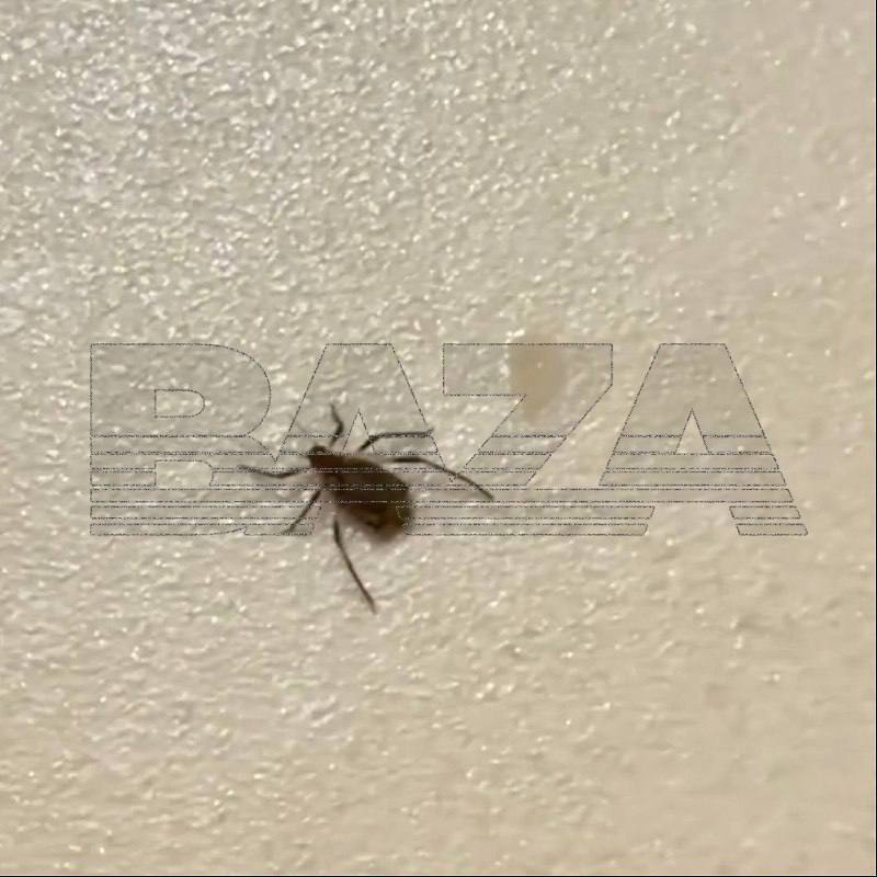 В центральных регионах России включая Москву и Подмосковье с новогодними ёлками в дома попадают хвойные клещи Из за тёплой погоды насекомые остаются активными и могут представлять опасность mosreg поток