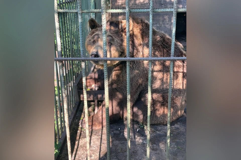Живет без домика и уборки: в Челябинской области проверили условия жизни медведя, которого пожалели туристы  Россельхознадзор проверил, в каких условиях живет медведь на базе отдыха «Удачный берег» в Челябинской области. Ранее на обращение с бурым мишкой пожаловались побывавшие на базе туристы. Инспекция подтвердила: о звере должным образом не заботились.  — Территория клетки не имеет дополнительного ограждения или вольера, для животного не оборудовано обязательного места для укрытия  домик , в помещении отсутствует регулярная уборка, — рассказали в Уральском управлении Россельхознадзора.  Вдобавок в медвежьи миски не наливали свежую воду вместо старой, сами миски регулярно не мыли, а кормление зверя поручили отдыхающим.  После проверки владельцу земли, на которой расположена база, вручили предписание с рекомендацией исправить нарушения. Вдобавок Россельхознадзор выслал письмо в прокуратуру с просьбой отреагировать на ситуацию.