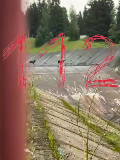 Спасение лосей на водохранилище в Истре: специалисты оценивают ситуацию