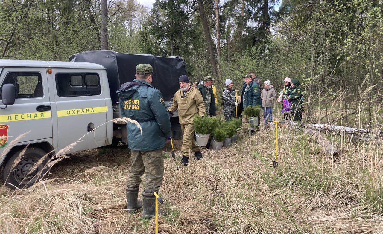 В Виноградовском лесничестве прошла ежегодная весенняя акция по посадке и дополнению лесных культур. Посадке деревьев прошла в квартале 13 Дачного участкового лесничества вблизи деревни Хрипань Раменского муниципального округа. На лесном участке площадью 1,9 гектара были произведены дополнение и высадка 3 540 сеянцев молодых елей, выращенных в Ульяновском лесном питомнике. «Благодаря слаженной работе специалистов в Раменском муниципальном округе появится почти 2 гектара нового леса», – отметил помощник участкового лесничего Виноградовского филиала ГАУ МО «Мособллес» Михаил Кузякин.