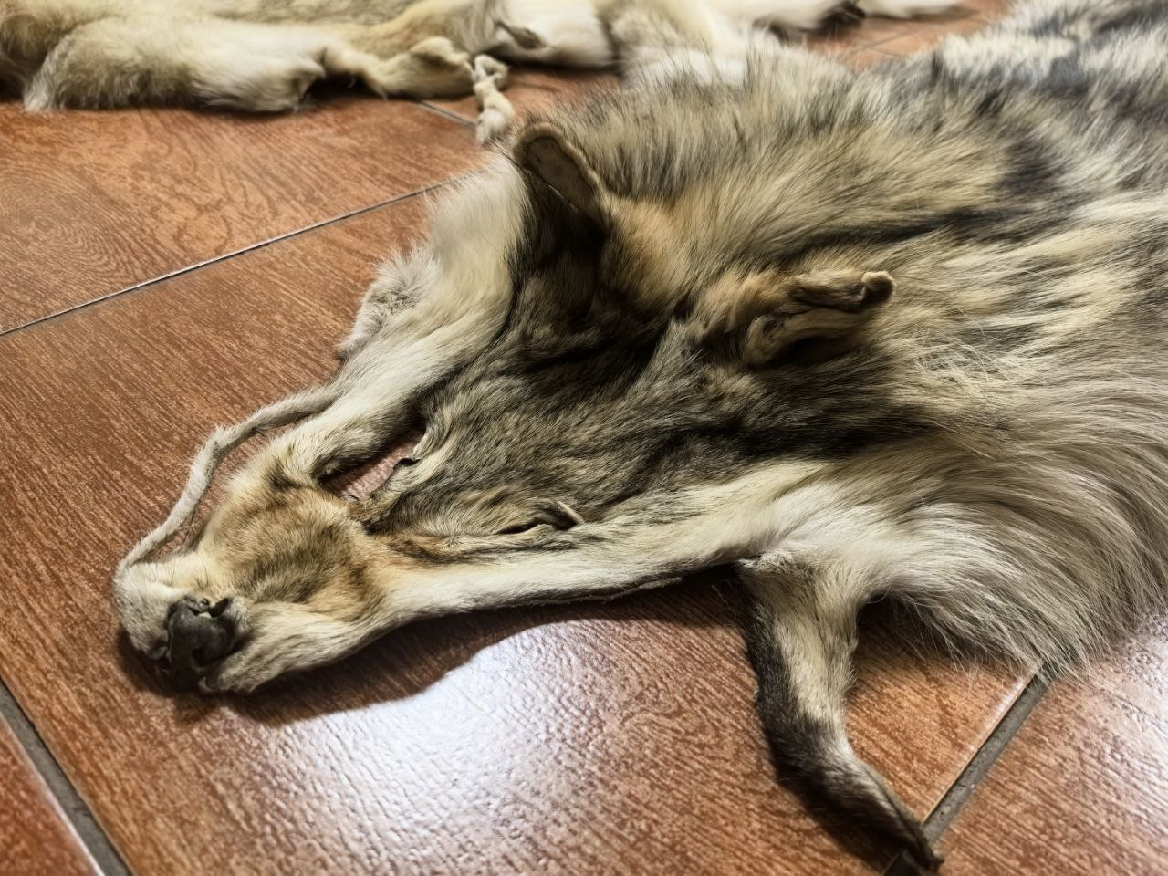 Охотники Читинского округа за один день сдали в региональное Минприроды десять шкур волков В Минприроды Забайкальского края продолжается приём шкур волков Десять шкур волков за один день сдали охотники волчатники из Читинского округа Как правило ежегодно шкуры сдают одни и те же охотники со стажем и опытом Сегодня на приемку некоторые шкуры принесли уже подготовленные к дальнейшему использованию и со слов охотника он их реализует предприятию где из них в ручную делают чехлы на мебель То есть дальнейшее их применение очень многообразно сообщили в охотуправление Минприроды Забайкальского края  Напомним в районах края охотники могут сдать шкуры районным охотоведам Приёмка осуществляется в соответствии с графиком приема граждан специалистами Сдать шкуры можно до 1 декабря 2025 года Вознаграждение за шкуру добытой самки волка составляет 15 тысяч рублей за самца 10 тысяч рублей за щенка 5 тысяч рублей минприроды охотуправление Минприроды Забайкалья всегда с Вами ВК ОК ТГ