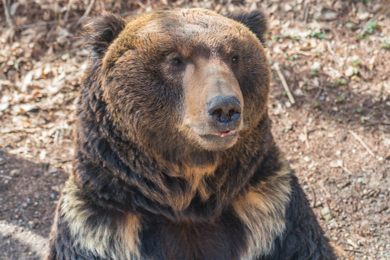 Медведи атаковали Подмосковье В этом году в регионе заметно возросло число опасных хищников в том числе и тех кто еще не ушел в спячку Вероятность встречи с этими животными в области остается высокой предупредил в разговоре с Абзацем эколог Илья Рыбальченко Росту популяции способствовали природоохранные меры и естественное размножение В ряде случаев животные пришли в Подмосковье из соседних регионов Также люди расширяют границы освоения лесов строя различные объекты В итоге медведи оказываются ближе к жилью Опасность безусловно возросла Но возросла она в силу количества медведей которые теперь в Подмосковье живут Можно говорить о том что количество не уснувших медведей либо медведей которые уснут позже в силу нынешней погоды будет больше И конечно вероятность их встретить сейчас выше отметил эколог Подпишитесь на Абзац TG VK Дзен MAX Rutube