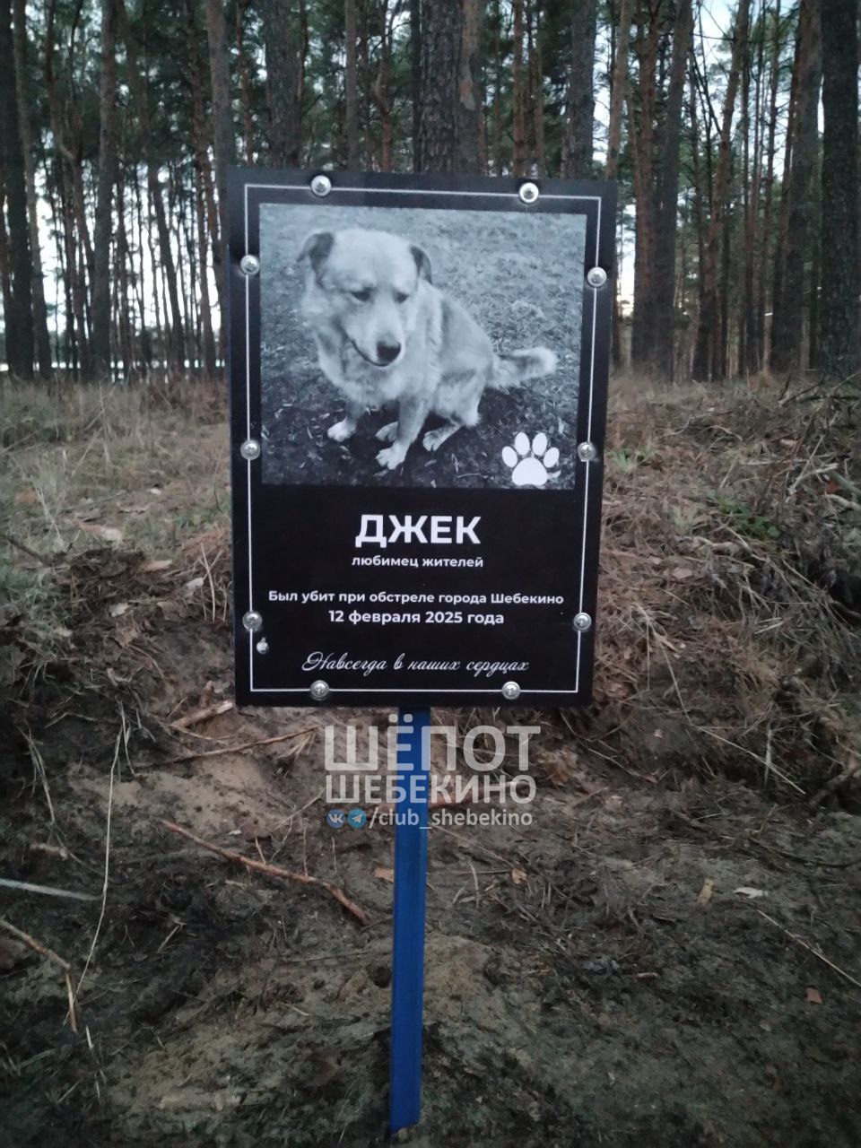 В Шебекино жители установили табличку на могилке погибшего при обстреле пса по кличке Джек.  «Мягких облачков, Джек. Добрейший пёс был», — оставила комментарий жительница.