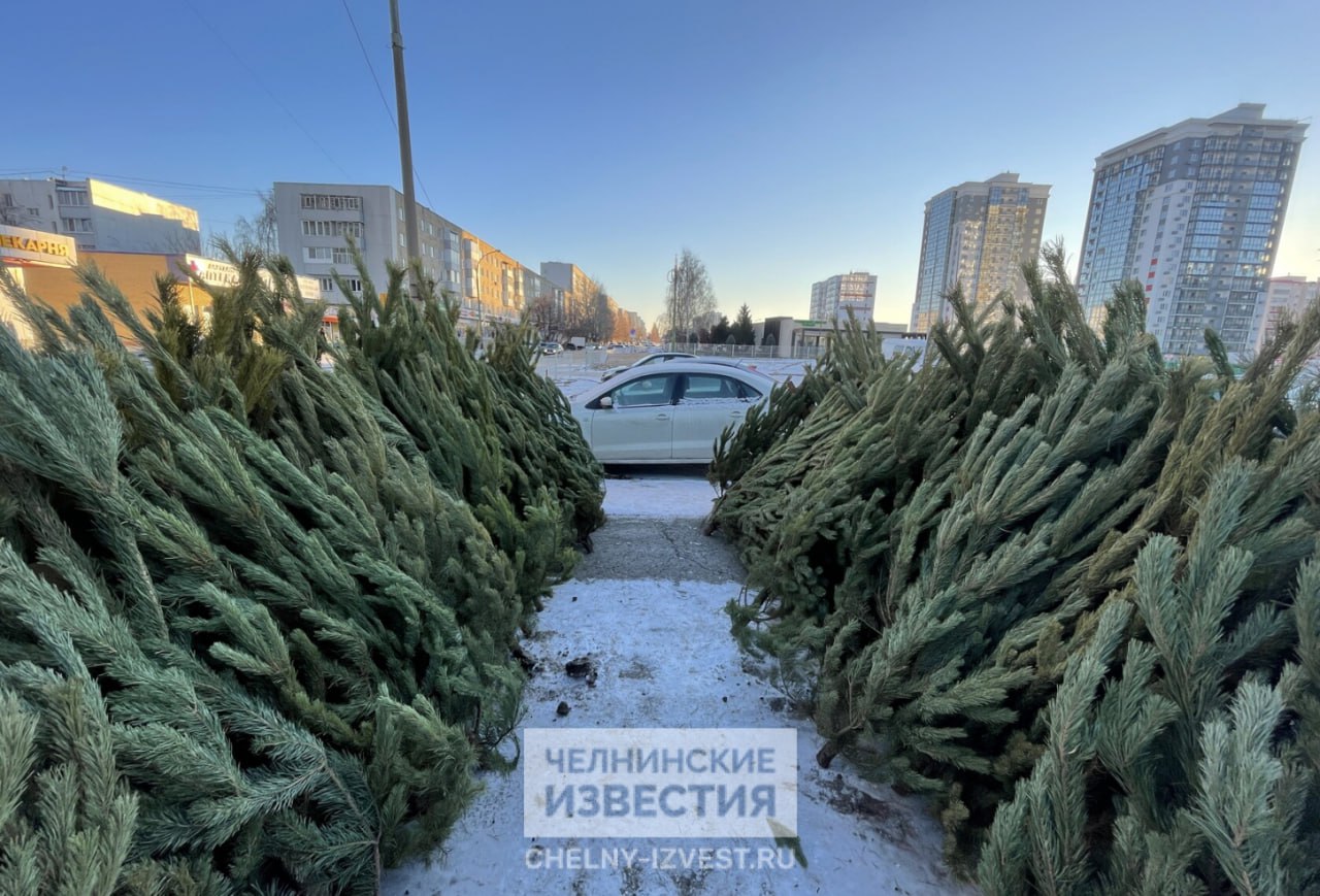 В Челнах утвердили места продажи новогодних елок В Набережных Челнах утвердили девять площадок для продажи елок Точки продаж новогодних атрибутов откроются 14 декабря текущего года Две площадки появятся напротив рынка Алан Еще одна точка разместится на проспекте Яшьлек напротив ТЦ Эссен Ёлки можно будет купить и на Московском проспекте возле дома 53 21а На улице Шамиля Усманова расположатся две площадки у здания Челны Хлеб в 50 м комплексе и ТЦ Антарес На проспекте Мира елочный базар появится у ТЦ Муравейник На Сармановском тракте напротив жилого дома 17 08
