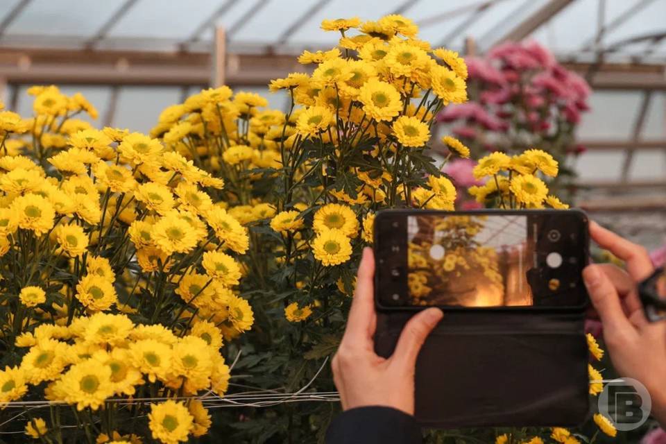 Волгоградский ботанический сад установил новый рекорд посещаемости В 2025 году Волгоградский ботанический сад посетили более 43 тысяч человек что стало абсолютным рекордом для учреждения Об этом сообщили в областной администрации Постоянно обновляются площадки сада До конца 2026 года планируют завершить модернизацию оранжереи в городе Волжском Уже выполнены работы по замене светопрозрачного перекрытия теплицы созданы новые выставочные зоны и введена в эксплуатацию блочно модульная котельная В планах также реконструкция открытых пространств с созданием дендрария аптекарского огорода и рекреационных зон Осенью прошлого года в ботаническом саду прошла выставка Бал хризантем которую посетило более 20 тысяч гостей Они смогли увидеть более 100 сортов индийских хризантем и около 40 сортов мультифлоры