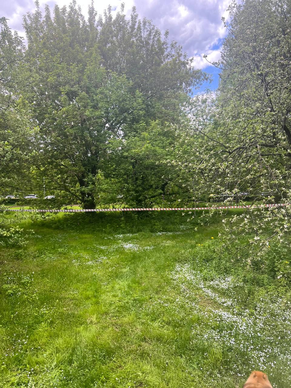 В Леоновском парке нашли труп молодого парня с ножевыми ранениями Сейчас на месте работают следователи. UPD: что стало известно о погибшем: это 22-летний Тимофей, который приехал из Томска, чтобы учиться во ВГИКе на оператора. А что могло произойти — выясняют полицейские. Прислать новость