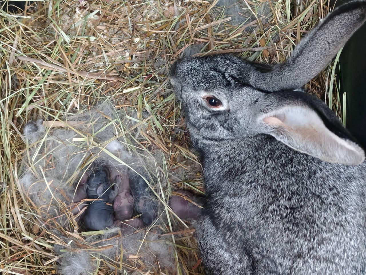 В деревне Альпаково первое прибавление 7 крольчат Сейчас новое потомство ушастиков проживает вместе с матерью отдельно от своих сородичей до момента пока крольчата не смогут питаться самостоятельно События по волгоградски по волгоградски