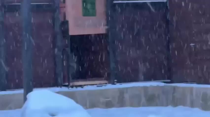 В Челябинском зоопарке снежному барсу Ермаку привезли невесту из Москвы для сохранения редкого вида