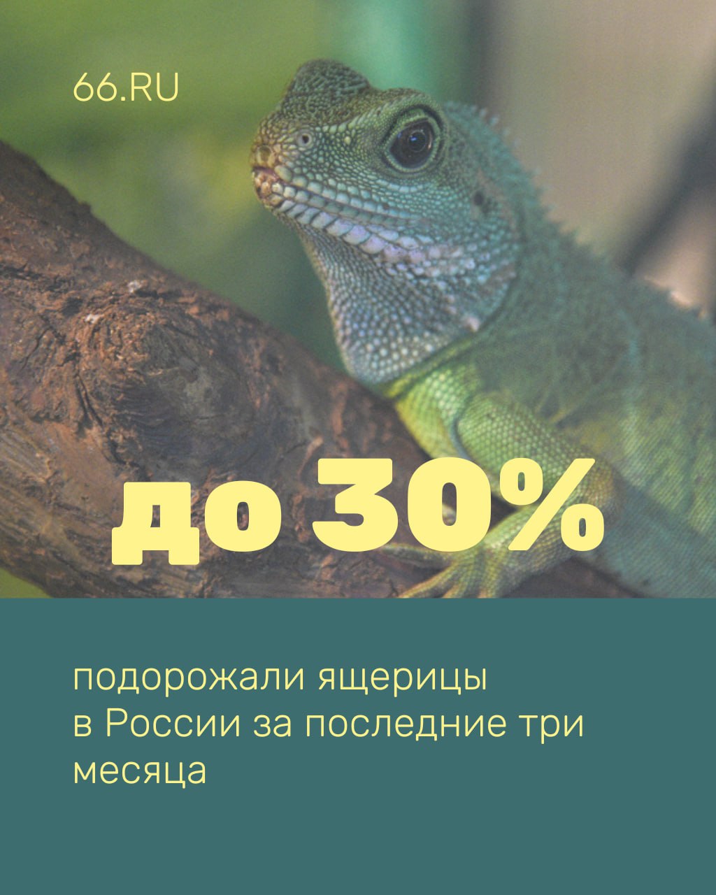 Из-за года змеи в России резко подскочили цены... на ящериц. Такая вот логика. И все из-за того, что последние не такие страшные гораздо проще в уходе  Гекконы и бананоеды становятся дороже с каждым месяцем. Их продают от пяти тысяч рублей за самца и от семи-восьми тысяч за самку в регионах, пишет телеграм-канал Mash.   А у вас есть свой маленький рептилоид?    — да   — нет, и не будет   — хотелось бы купить    Новости из Екатеринбурга