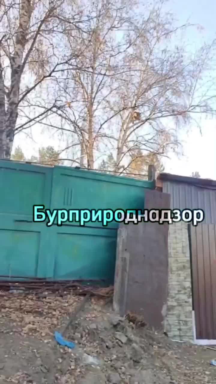 В Бурятии поймали рысенка, который несколько дней посещал посёлок Наушки