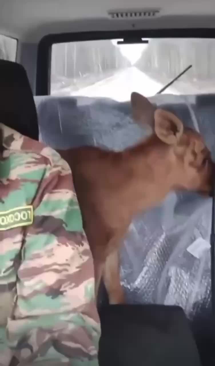 Спасение лосят в Воскресенском районе и Новокузнецке