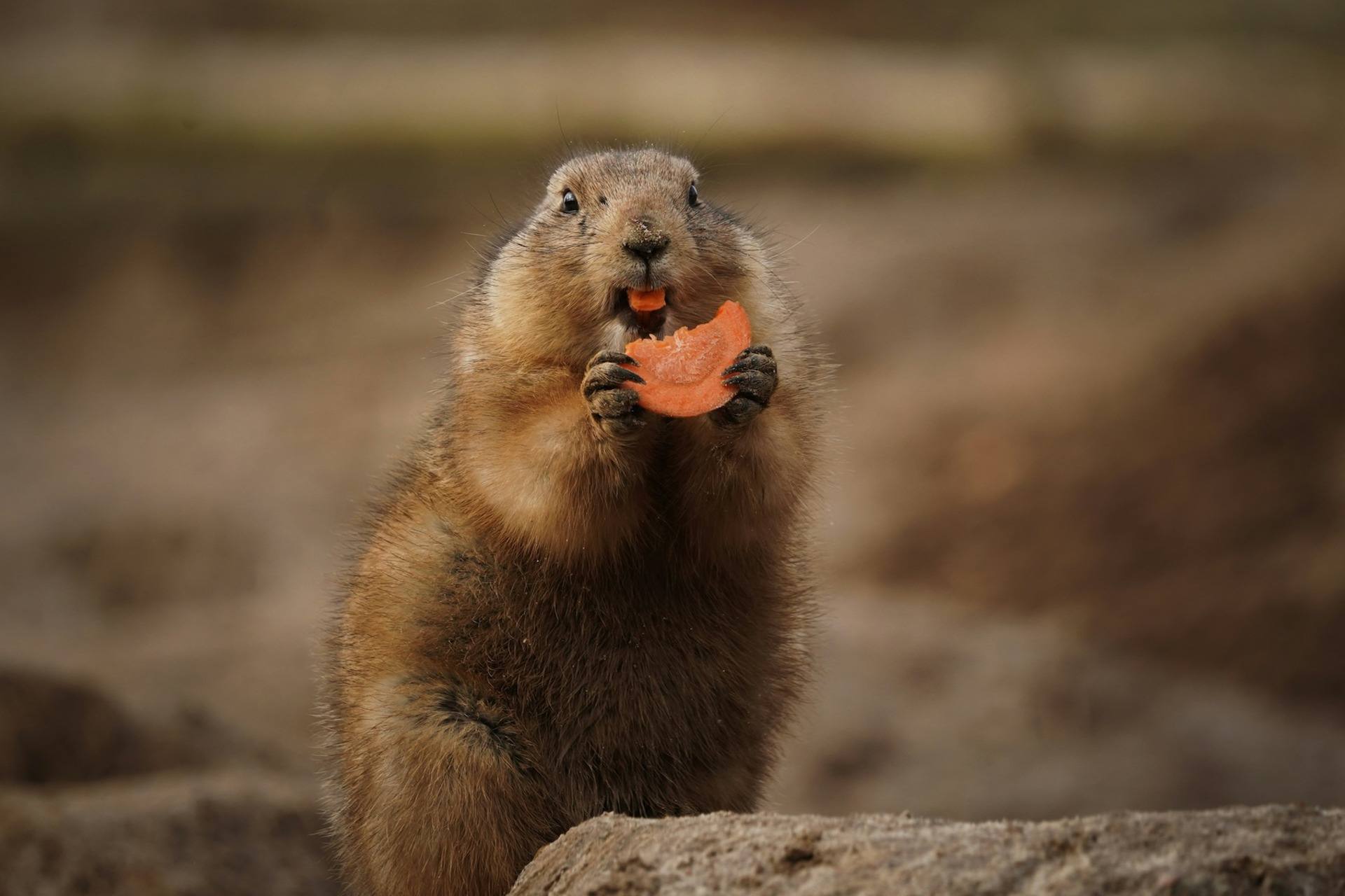 Сурок Филимон из Ленобласти впервые за 10 лет проспал День сурка и этим пообещал затяжную зиму 2 февраля главный пушистый синоптик Приюта Белоснежки так и не проснулся По местным приметам это значит одно тепла не ждём минимум до середины марта В приюте говорят что с такой снежной и морозной зимой прогноз Филимона выглядит вполне логично