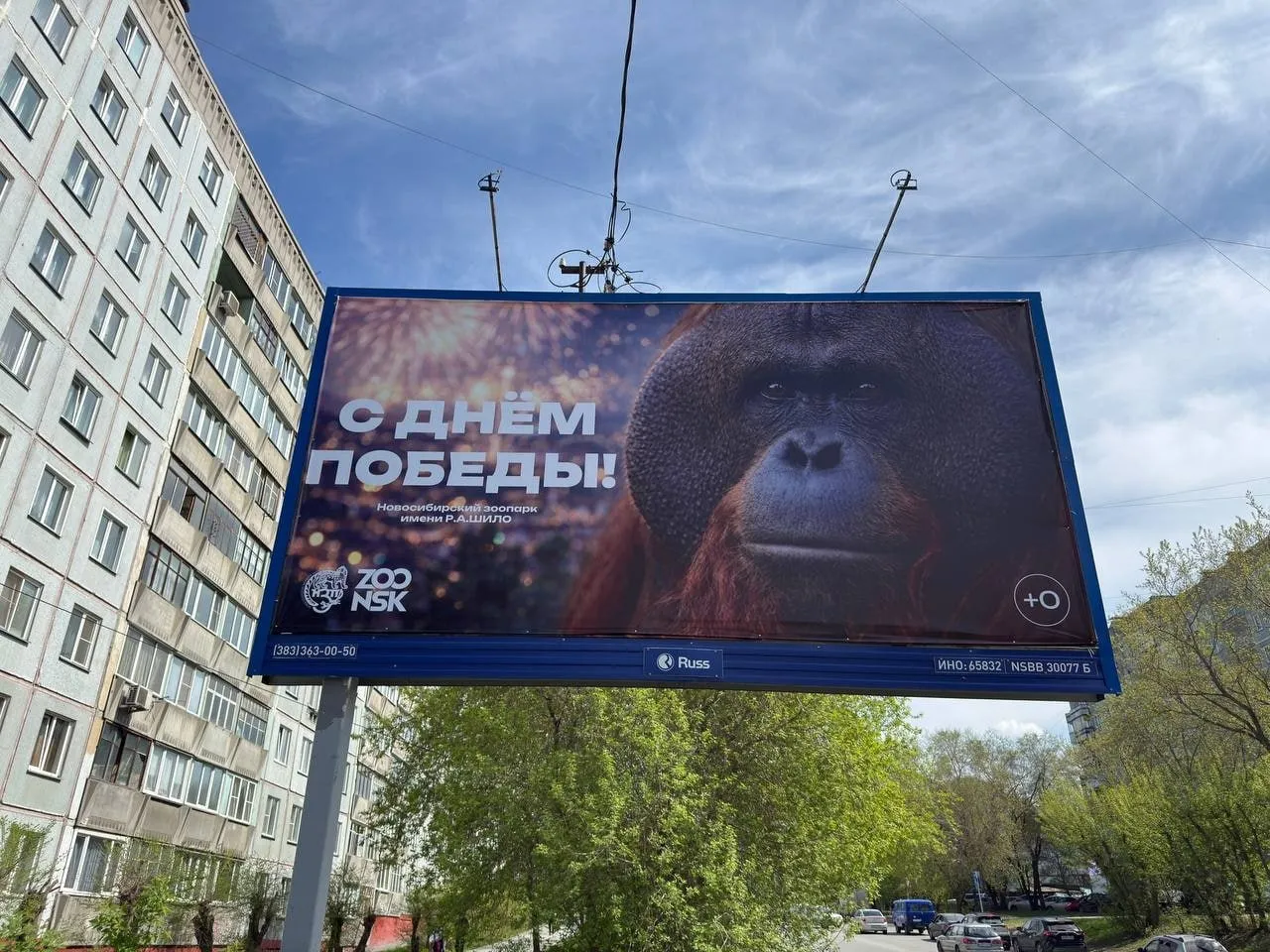 Если медведь размещён никто не возмущается В Новосибирском зоопарке объяснили плакаты ко Дню Победы с орангутаном Там признались что удивлены критикой и напомнили что во время войны не только люди спасали животных но и наоборот На праздничные баннеры с орангутаном обратили внимание в соцсетях Некоторые пользователи сочли обезьяну на плакате к 9 Мая неуместной и стали критиковать Новосибирский зоопарк им Шило за такой выбор Замдиректора по науке Ольга Шило сказала изданию Подъём что праздничные баннеры украсил не только орангутан и добавила что размещать животных на плакатах зоопарка логично Есть и с другими животными конечно Это же зоопарк логично что животные размещаются и на баннерах которые в том числе говорят спасибо Есть с бурым медведем есть со львом У нас пять видов плакатов размещено с разными животными Почему именно к орангутану возникло такое внимание Ведь если медведь размещён никто не возмущается Чем орангутан хуже У него там красивый сильный мощный взгляд Нам не очень понятна реакция некоторых людей потому что все с кем мы общаемся не видят в этом ничего плохого Как люди спасали животных во время войны так и животные помогали Подписывайтесь на Подъём в MAX и Telegram