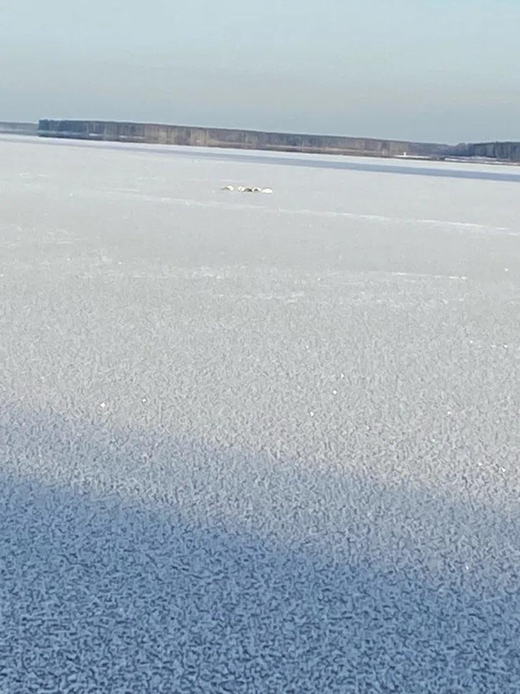 Пять лебедей которые оказались вмерзшими в лёд на водоёме Чайковского не могут выбраться самостоятельно Подойти к ним опасно так как лёд ещё слишком тонкий поэтому местные жители ищут безопасный способ помочь птицам Перебираются варианты от использования лодки до обращения в экстренные службы В соцсетях просят откликнуться тех кто может добраться до места и не допустить гибели лебедей от холода Подпишитесь на нас в ТГ MAX ВК Прислать материал