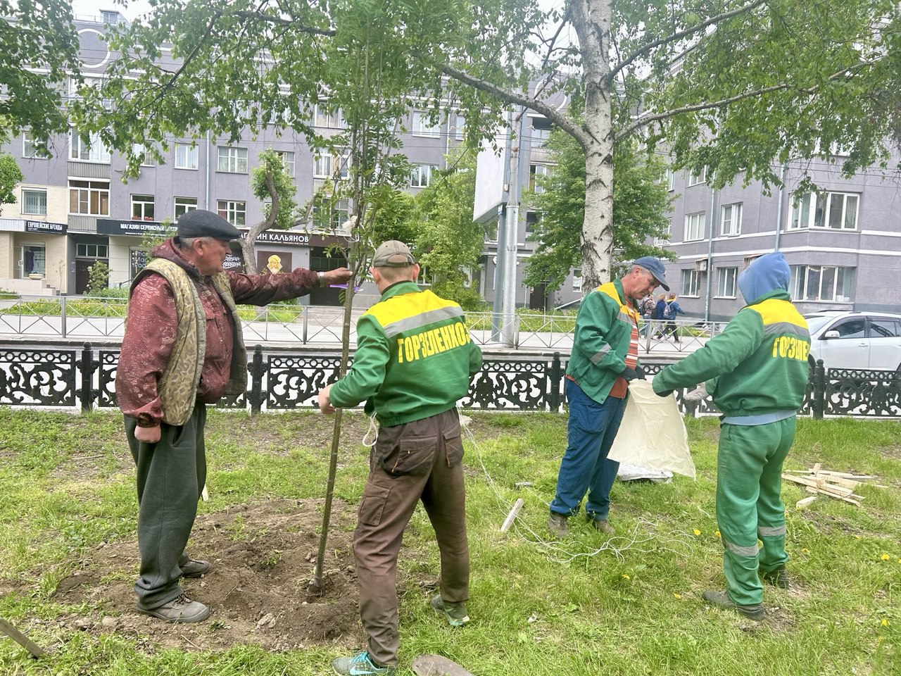 На бульваре вдоль Красного проспекта высаживают новые рябины Работы ведутся на участке пересечения Красного проспекта с улицей Крылова и до пересечения с улицей Державина. Озеленители частично заменили старый грунт и приступили к посадке деревьев. «Сегодня прибыла первая партия – 85 рябин, из них 44 высадим на этом участке. Всего для первого этапа озеленения бульвара закуплено 212 полноразмерных саженцев рябины высотой от 4 до 4,5 метра и 150 берёз», – пояснил директор МАУ «Горзеленхоз» Станислав Веремьев. Саженцы поступили в специальных контейнерах – они сохраняют целостность корневой системы. Это обеспечит лучшую приживаемость и устойчивость к внешним воздействиям. После укоренения специалисты закрепляют каждое дерево растяжками, чтобы не допустить наклона и искривление ствола, а также защитить от ветра. Работы по озеленению бульвара продолжатся до пересечения проспекта с улицей Ядринцевской. Всего посадят 812 деревьев и кустарников.