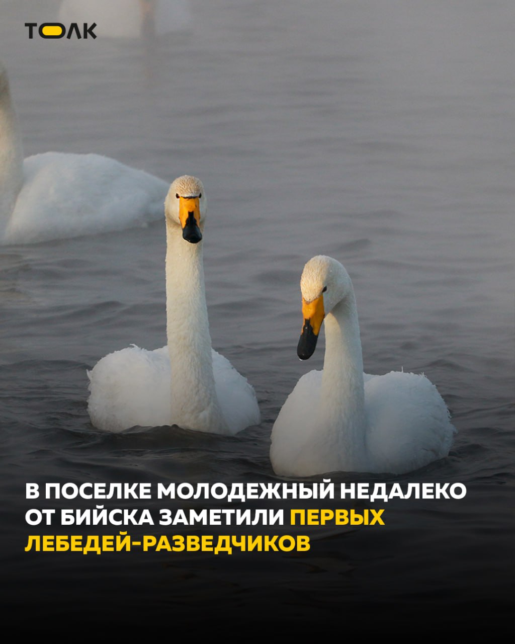Лебеди разведчики прилетели проверить обстановку в поселке Молодежном Недалеко от Бийска заметили первых лебедей разведчиков которые прилетели проверить условия на месте предполагаемой зимовки Об этом пишет Бийский рабочий Ожидать прилет всей стаи можно с появлением снежного покрова Пока его не предвидится Разведчики прилетают обычно в это время но стая будет только тогда когда снег уляжется окончательно Ждем к Синичкиному дню 12 ноября рассказала руководитель волонтерского отряда Лебединая верность Ольга Корначенко Пока будет позволять погода и обилие корма на набережной они не появятся и до наступления настоящих холодов будут сторониться людей ТОЛК ТОЛК в Мах