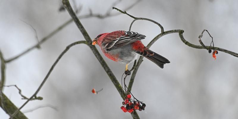 В Кусковском лесопарке заметили редких птиц щуров Причиной их появления в этом сезоне могло стать большее количество корма в Москве чем в привычных местах обитания Последний раз птиц этого вида в столице наблюдали осенью 1913 года Подпишись на Агентство Москва