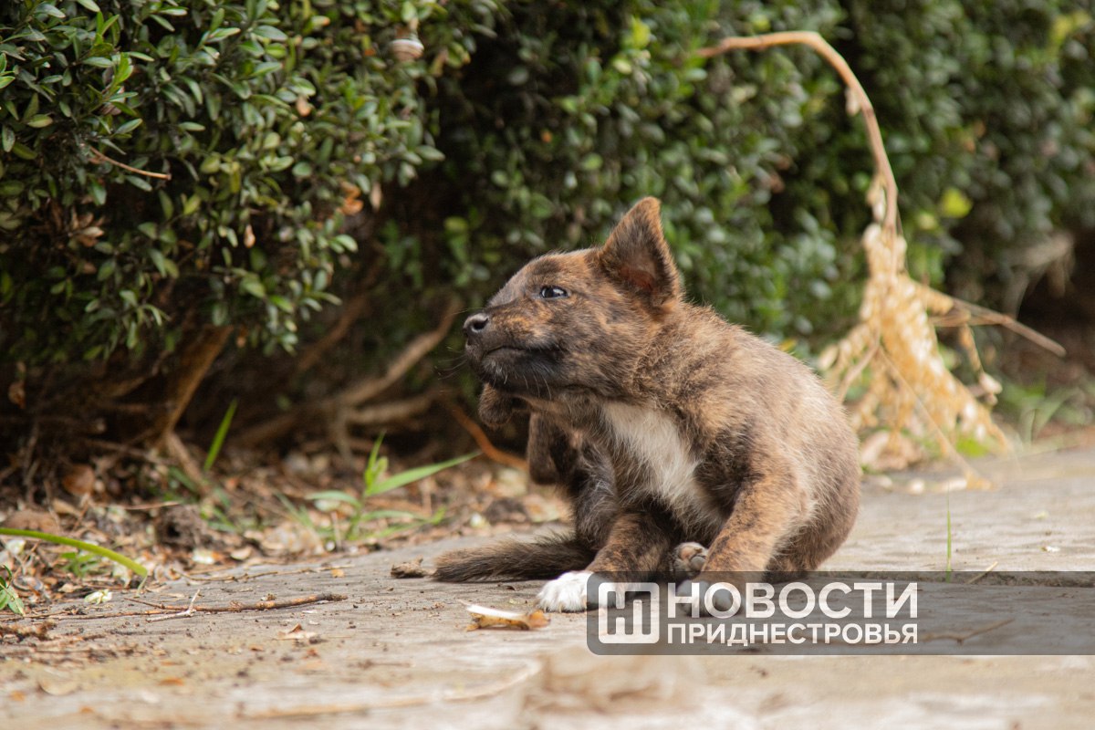 Дожди, правда, только кратковременные, обещают синоптики в начале следующей недели. Жара сохранится: может быть до 35–38 градусов. Во второй половине недели дождей не будет, но и температура, по прогнозам, несколько спадет – до 25–30 градусов.