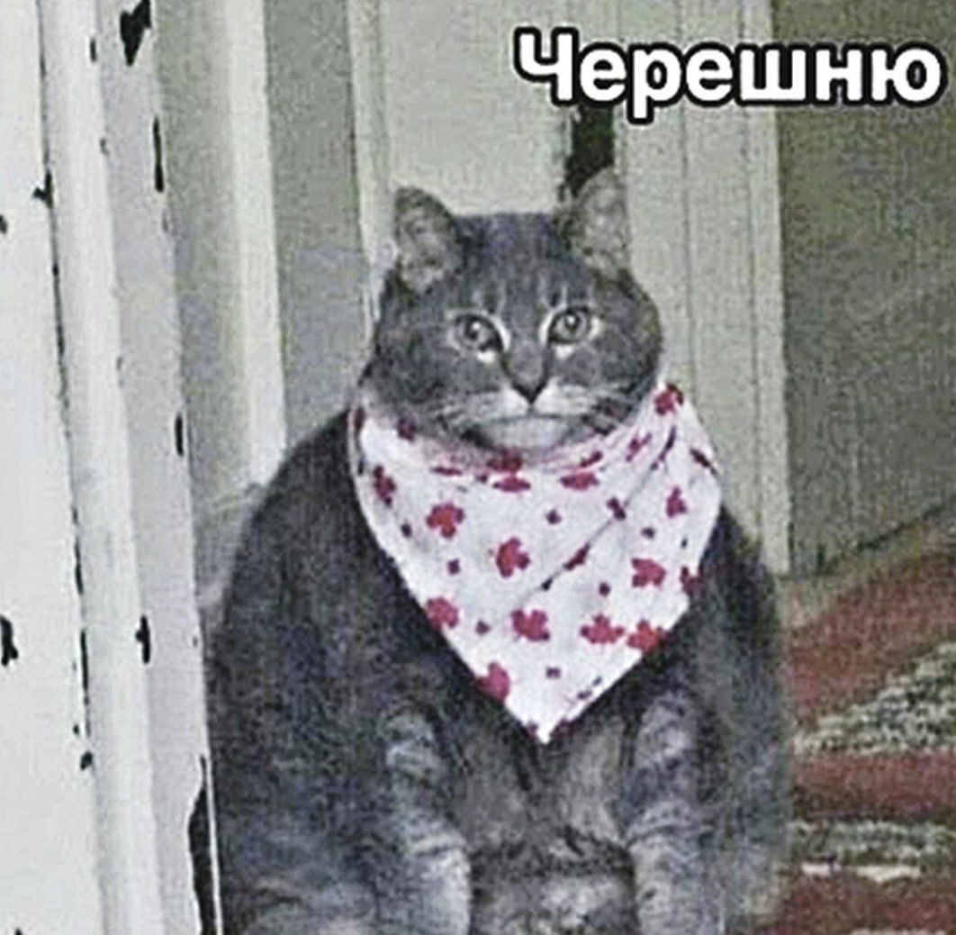 Кошки считают всех мужчин ИДИОТАМИ ученые провели эксперимент с шокирующими результатами Оказалось что кошки орут на парней в 2 5 раза чаще не потому что признают их вожаками стаи а из за отчаянья Пушистые даже не надеются что мужчины смогут их понять поэтому сразу начинают мяукать чтобы донести свои желания К женщинам кошки наоборот относятся мягче Исследователи пришли к выводу что дамы чаще имитируют мяуканье и быстро считывают хотелки кошек поэтому на них орать не обязательно Мужчинам же требуется больше конкретики Парни они объединились Бэкдор