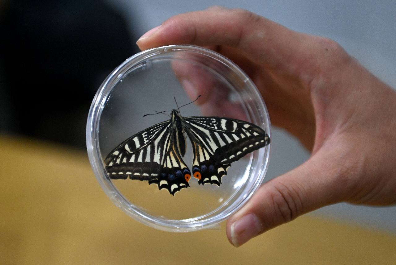 Эту бабочку китайские ученые вывели в космосе она вылупилась из кокона на борту модуля на орбите Как утверждает Синьхуа это первый такой успешный опыт Это не просто еще одно космическое насекомое а твердый шаг вперед к осуществимости долговременной работы сложных систем жизнеобеспечения на орбите отмечают специалисты Подписаться на РИА Новости