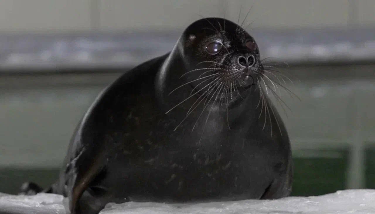 нерпы Самая хорошая зима за последние 8 лет Фонд друзей балтийской нерпы поделился прогнозами на сезон реабилитации в 2026 году Пока Санкт Петербург переживает одну из самых суровых зим последних лет для нерп напротив сложились по настоящему благоприятные условия каких не было почти десятилетие Впервые с 2017 года лед покрыл восточную часть Финского залива и всю поверхность Ладожского озера Такая ледовая обстановка стала настоящим подарком для ластоногих обширные ледовые поля необходимы им для размножения и выращивания потомства Благоприятные погодные условия позволят нерпам выводить и растить детёнышей вдали от берегов На данный момент это самая хорошая зима за последние 8 лет Мы не ожидаем большого количества пациентов в этом сезоне но будем внимательно следить за развитием ситуации отметил основатель Фонда Вячеслав Алексеев Благодаря обилию естественных снежных убежищ специалистам в этом году удалось отказаться от строительства искусственных снежных и тростниковых укрытий на льду Тем не менее подготовка к сезону спасения нерп остаётся одним из ключевых приоритетов Фонд приобрёл второе модульное здание и всё необходимое для его оснащения в середине марта начнётся сборка и установка Одновременно закупается оборудование медикаменты моющие и дезинфицирующие средства для предстоящего сезона реабилитации Специалисты продолжают мониторинг ледовой обстановки и готовятся к обследованию мест размножения В случае погодных изменений основатели Фонда готовы оперативно прийти на помощь ластоногим ГУП Водоканал Санкт Петербурга Наши новости в Телеграм VK MAX keio spb