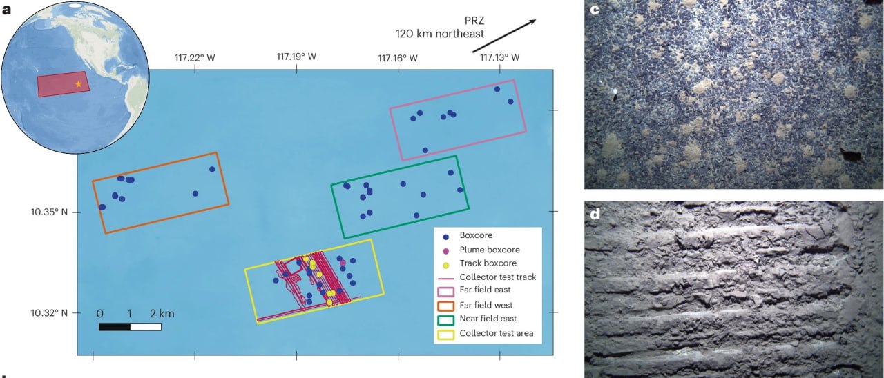 Опасность глубоководной добычи полезных ископаемых подтверждена Как влияет на обитателей дна добыча минералов в океане Оказалось численность фауны сократилась на 37 а видовое разнообразие на 32 Об этом сообщают океанологи изучившие последствия испытаний глубоководной машины в восточной части Тихого океана когда на поверхность с глубины 4280 м извлекли более 3 тыс тонн металлических конкреций Ученые анализировали 80 образцов керна донных отложений В пробах обнаружено 788 видов животных морских червей ракообразных и моллюсков Среди них множество ранее не известных Выяснилось также что и в зоне шлейфа донных отложений изменилось биоразнообразие хотя численность представителей фауны осталась прежней Доктор Adrian Glover из Museum of Natural History Великобритания Важно попытаться спрогнозировать потенциальную утрату биоразнообразия в результате добычи полезных ископаемых Ученые надеются результат учтут в правилах работ добывающих компаний рис www nature com