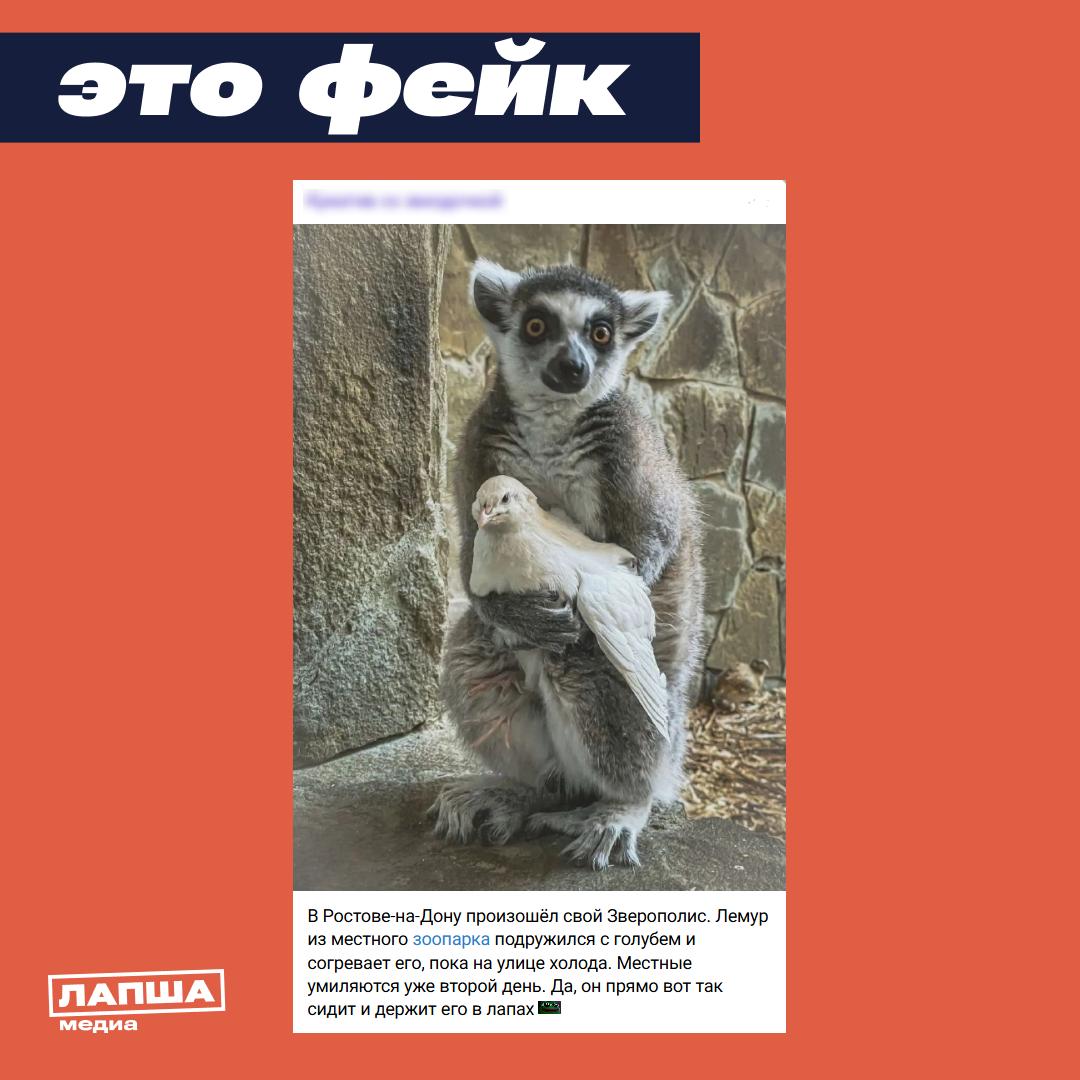 Трогательная дружба лемура и голубя из Ростовского зоопарка покорила пользователей Сети Фотография где животные казалось бы согревают друг друга объятьями во время холодов моментально разлетелась по всему интернету Но дружба оказалась с подвохом Умилительное поведение зверей оказалось базовыми инстинктами На самом деле лемур действовал не из сострадания а вынашивал коварный план Пушистик выжидал момент когда птица снесет яйцо чтобы полакомиться угощением К слову голубь тоже оказался с сюрпризом в зоопарке в одном вольере содержатся куропатки и лемуры голубей там нет Сотрудники не знали что куропатки в настоящее время несутся А когда сотрудник пришел пораньше он увидел что лемуры сидят над этой куропаткой и ждут Как только она снесла яичко они тут же его схватили и съели пояснил представитель зоопарка в беседе с ТАСС Вот и вся дружба куропатке тепло а лемуру свежий обед Подпишитесь на Лапша Медиа Больше эксклюзива в нашем МАХ