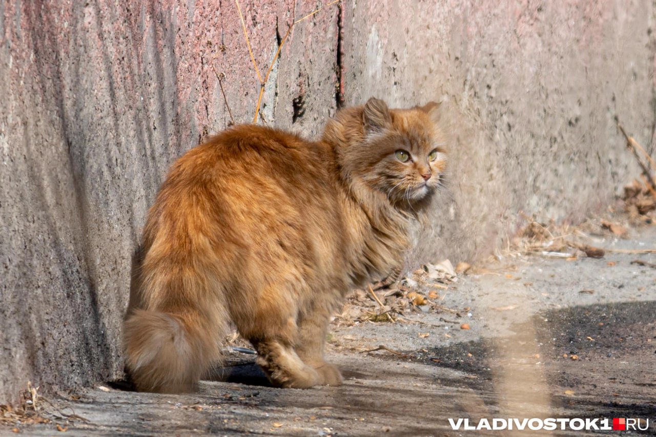 В Приморье женщину приговорили к 300 часам исправительных работ за убийство кота Жительница Спасского района забила питомца сковородкой и выбросила тело в окно Осужденная сдавала квартиру мужчине Однажды она заметила что тот без её ведома завел светло рыжего кота обои были испорчены а в квартире плохо пахло Женщина потребовала от мужчины либо съехать либо избавиться от животного В итоге квартирант покинул квартиру но без рыжего товарища На следующий день соседи сообщили в полицию что видели как хозяйка квартиры нанесла коту не менее шести ударов сковородкой по голове на балконе а затем выбросила его вниз Позже рядом с домом полицейские нашли труп животного с раздробленной головой Женщина отрицала свою вину утверждая что пыталась выгнать животное Кот вел себя агрессивно поэтому она выбросила его с балкона По её словам убивать кота она не хотела Животное по её версии вероятно осталось живо и здорово Она предположила что соседи оговаривают её из за личных неприязненных отношений Однако полиция не поверила её словам и возбудила уголовное дело по статье о жестоком обращении с животными Суд согласился с обвинением и приговорил женщину к 300 часам обязательных работ Она и её адвокат обжаловали приговор в Спасском районном суде но судья не нашла оснований для его отмены и оставила первое решение в силе Источник opsmeddv Подписаться в Telegram    Подписаться в MAX