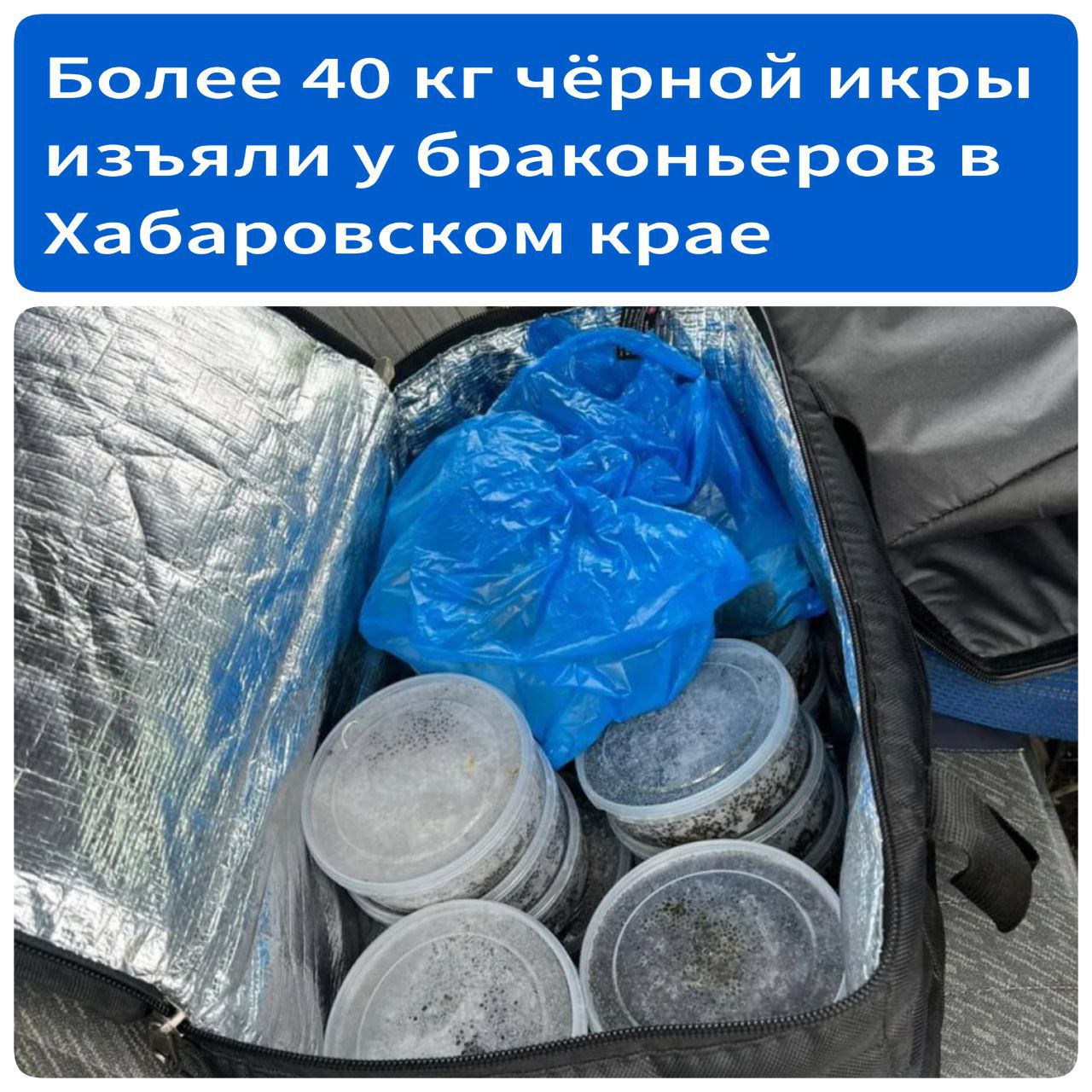 Более 40 кг чёрной икры изъяли полицейские у браконьеров в Хабаровском крае В Ульчском районе полицейские во время проведения операции «Путина 2025» задержали четырех предполагаемых браконьеров, у которых в общей сложности изъято более 40 кг черной икры и 24 фрагмента краснокнижных осетровых рыб. Между собой задержанные не были знакомы. У одного из них, 54-летнего жителя поселка Мариинский Рейд, в моторной лодке обнаружили сети и пакеты с 12 кг черной икры. По словам гражданина, он ловил рыбу ради икры, потрошил и туши выкидывал в реку. Другой, его ровесник, сообщил, что нашел черную икру и рыбу, упакованную в тканевые сумки, на берегу Амура у села Белоглинка, и решил оставить себе. Третий, 35-летний мужчина, хранил у себя дома 19 фрагментов копченого амурского осетра в вакуумных пакетах. Как он объяснил, краснокнижную рыбу приготовил самостоятельно для себя. И четвертый, которому 41 год, вез 19 контейнеров с осетровой икрой по 500 граммов и 5 фрагментов осетра в салоне автомобиля. Возбуждены уголовные дела о незаконной добыче и обороте особо ценных водных биоресурсов, принадлежащих к видам, занесенным в Красную книгу Российской Федерации ч.1 ст.258.1 . В отношении подозреваемых избрана мера процессуального принуждения – обязательство о явке. Икра, рыба и средства лова изъяты и помещены на ответственное хранение. Источник - ХКС