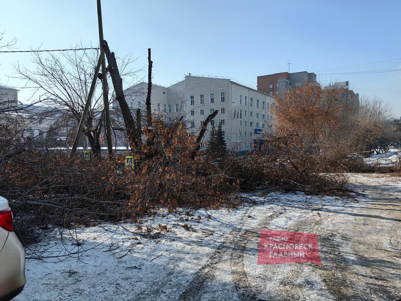 Красноярцы пожаловались на варварскую обрезку деревьев в центре города.  Рабочие обрезали абсолютно все ветки и оставили одни двухметровые стволы во дворе на Републики, 41. Пострадали больше 10 деревьев. Причём, это не тополя. Местные жители рассказывают, что зелёные насаждения никому не мешали — над ними нет проводов, видимость для автомобилистов ветки не загораживают. Красноярцы уверены, что деревья не выживут.  В департаменте горхозяйства и транспорта говорят, что работ на Республики не вели, это могла быть управляющая компания. Директор Института развития ЖКХ Роман Казаков отметил, что в городе утверждены чёткие правила обрезки зелёных насаждений. Причём, для каждого вида деревьев — свои рекомендации. Однако, зачастую для обрезки управляющие компании, стремясь сэкономить, нанимают бригады рабочих без нужных навыков.  «УК привлекают любых исполнителей, любые организации, у кого есть автокран и бензопила. Естественно, у них нет понимания того, как эта работа должна проводиться, никакой минимальной квалификации у этих людей нет, но зато они готовы дешевле эту работу выполнять. В итоге у нас значительное число деревьев, которые каждый год подвергаются такой варварской обрезке, они просто гибнут. В этом случае можно обращаться в надзорные органы, в частности в службу Строительного надзора и жилищного контроля края», — отметил Роман Казаков.  Красноярск Главный