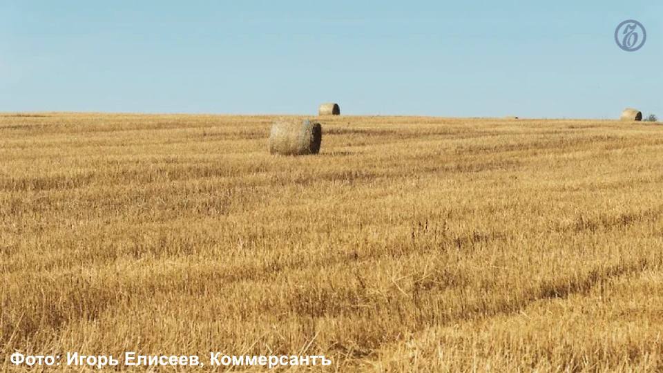 В Краснодарском крае состояние озимых культур отмечается как хорошее и удовлетворительное на 99,7% площади  В целом под урожай 2025 года в регионе засеяно около 1,8 млн га озимых зерновых колосовых культур  на 36 тыс. га больше предыдущего года , в том числе 1,6 млн га пшеницы, рассказали «Ъ-Кубань» в региональном министерстве сельского хозяйства. Аграрии сеяли исключительно отечественные семена.  «В настоящее время практически на всей территории региона наблюдается снежный покров от 1 до 20 см. Критических температур для перезимовки растений не наблюдается. Состояние озимых культур отмечается как хорошее и удовлетворительное на 99,7% площади. В середине февраля хозяйства края приступили к первой весенней подкормке озимых культур азотными удобрениями. Сейчас из-за погодных условий подкормка приостановлена. При наступлении положительных среднесуточных температур планируется нарастить темпы ее проведения и провести в максимально сжатые сроки», – сообщили в ведомстве.  Подписывайтесь на «Ъ-Кубань-Черноморье»