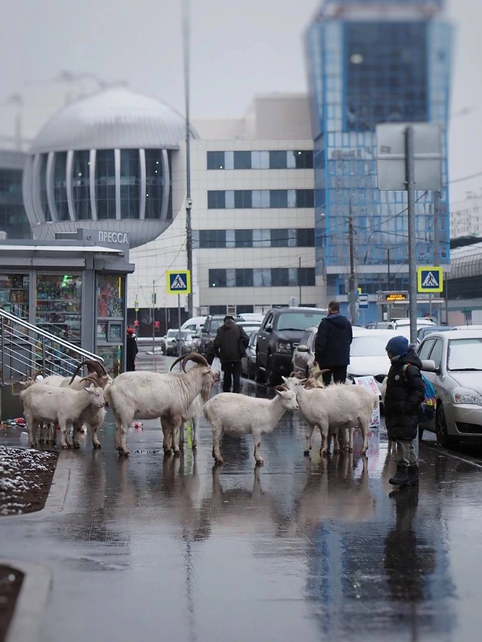 Вот как!  Владелец знаменитых коз из Бутово выиграл в суде дело о пожеванных кустах.   Против владельца коз подали иск. Согласно претензии, животные повредили 146 кустов. При этом сама растительность не была утрачена, не было необходимости сажать новые, а за кустами никто не ухаживал.   В итоге истцу в удовлетворении возмещения ущерба отказали.