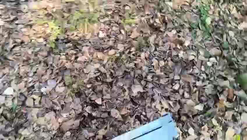 Медвежата из Якутии успешно выпущены в Уссурийскую тайгу