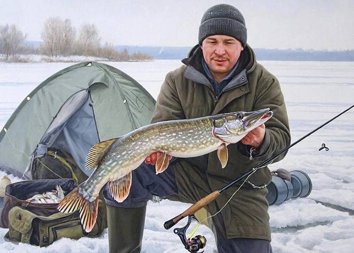 В Ростовской области вводится нерестовый запрет на вылов щуки С 15 января 2026 года в Ростовской области вступает в силу запрет на вылов щуки Ограничение установленное Азово Черноморским территориальным управлением Росрыболовства будет действовать до 15 апреля включительно Запрет распространяется на все водоемы рыбохозяйственного значения в регионе и касается как любительской так и промышленной рыбалки Мера призвана защитить популяцию щуки в период ее нереста В течение этого времени контроль за соблюдением правил будет усилен Нарушителям грозят серьезные санкции административный штраф от 2 до 5 тысяч рублей с конфискацией снастей В случае причинения крупного ущерба или использования запрещенных орудий лова может быть возбуждено уголовное дело максимальное наказание по которому предусматривает штраф до 500 тысяч рублей исправительные работы или лишение свободы на срок до двух лет Подпишись на 1Rnd в МАХ Написать в редакцию