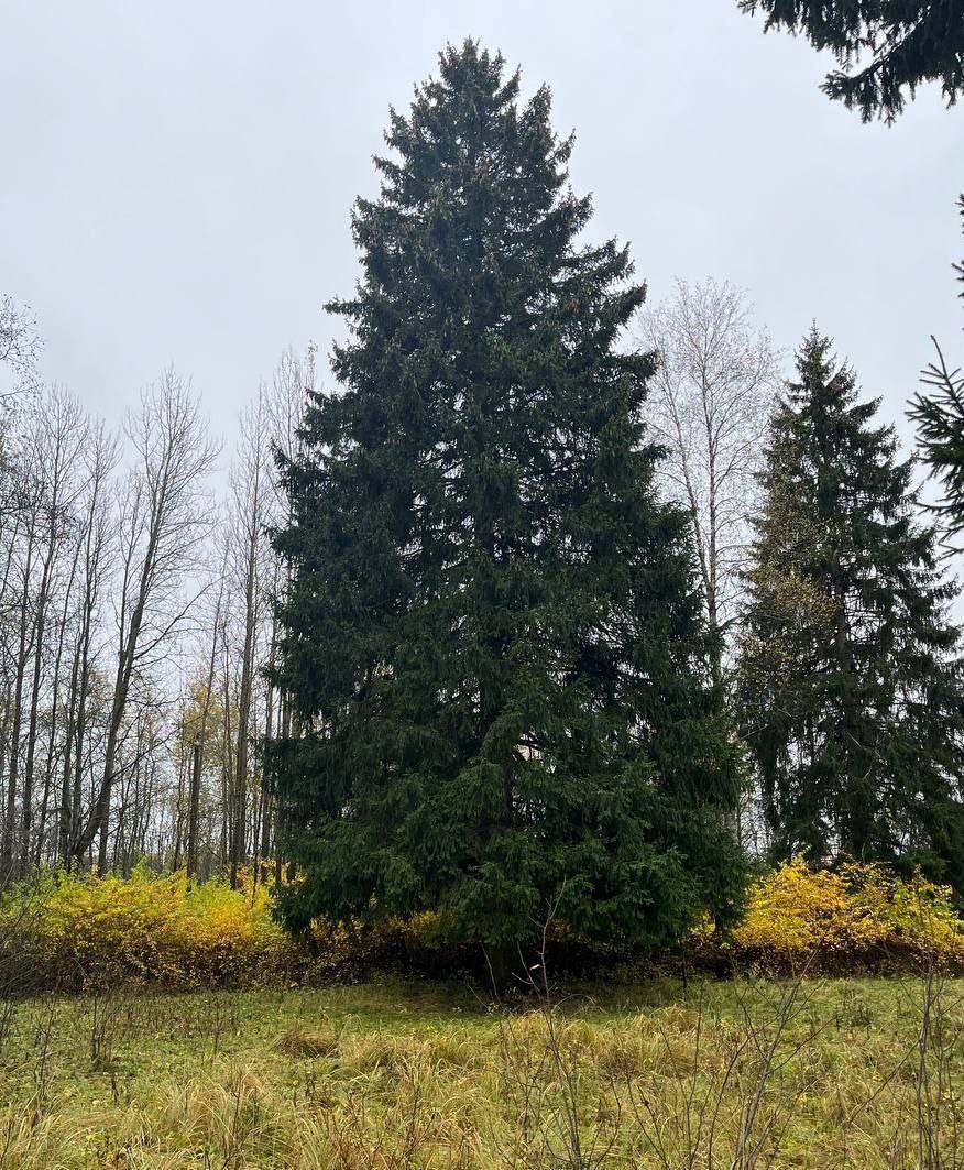 Руза подарит стране главную елку  Главная новогодняя ель России была выбрана специальной комиссией на территории Воронинского участкового лесничества Наро Фоминского филиала ГАУ МО Мособллес из 24 претенденток  Её высота 26 метров обхват ствола 64 сантиметра а размах нижних ветвей 11 метров Возраст ели которая украсит Соборную площадь Московского Кремля составляет 100 лет Планируется что главную новогоднюю ель страны спилят 8 декабря Ее транспортировка монтаж праздничное оформление и последующая переработка будут проходить с применением современных технологий обеспечивающих полную сохранность и безопасность лес лесничество Мособлкомлес mosoblcomles