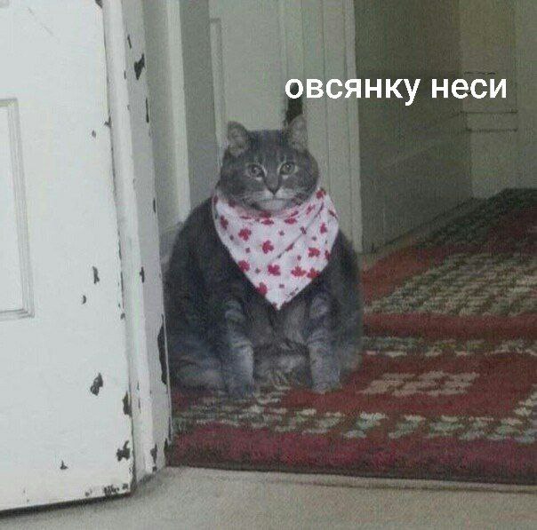 Овсянка на завтрак вызывает ожирение, заявляют эндокринологи Если употреблять богатые клетчаткой злаки натощак, можно вызывать резкий скачок уровня глюкозы в крови, что отрицательно скажется на чувствительности организма к инсулину и спровоцирует набор веса Лучше всего начинать день с двух яиц на завтрак — в них много белка и они обеспечивают насыщение надолго
