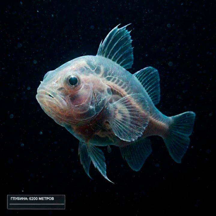 На глубине 6200 метров найден новый вид рыбы Её череп светится биолюминесцентными импульсами Есть моменты когда природа будто говорит Вы знаете о нас слишком мало 19 ноября исследователи JAMSTEC представили запись на которой видно полупрозрачный череп отсутствие пигмента отсутствие плавательного пузыря биолюминесцентные импульсы в нервных волокнах тело созданное для давления в 600 атмосфер Эта прозрачность словно окно внутрь живого организма Это не просто редкость Это эволюционный эксперимент в чистом виде жизнь на грани возможного Глубоководные виды напоминают что океан до сих пор остаётся самой малоизученной экосистемой планеты Поддержи пост реакцией если хочешь больше научных открытий из мира скрытого под километрами воды