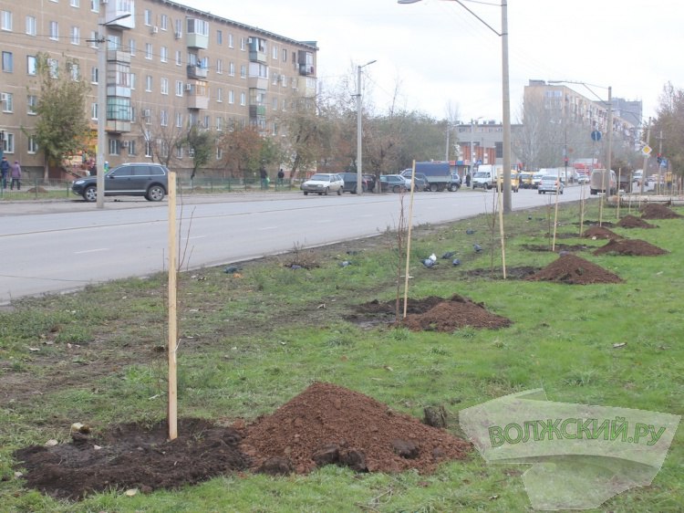 Липы, вязы, акации: в Волжском готовятся высаживать молодые растения  В Волжском готовятся к традиционной осенней акции по высадке молодых растений. Как сообщили Волжский.ру в городской администрации, старт намечен на 14 октября, а всего появится свыше 4 тысяч новых зеленых насаждений. В настоящее время приобретают посадочный материал и удобрения, готовят лунки. Комбинат благоустройства высадит 1,5 тысячи деревьев и кустарников вдоль дорог, в парках и скверах. Накануне лунки вырыли на проспекте им. Ленина, улицах им. Карла Маркса, Химиков, им. генерала Карбышева и Энгельса.   Подробнее на Волжский.ру: