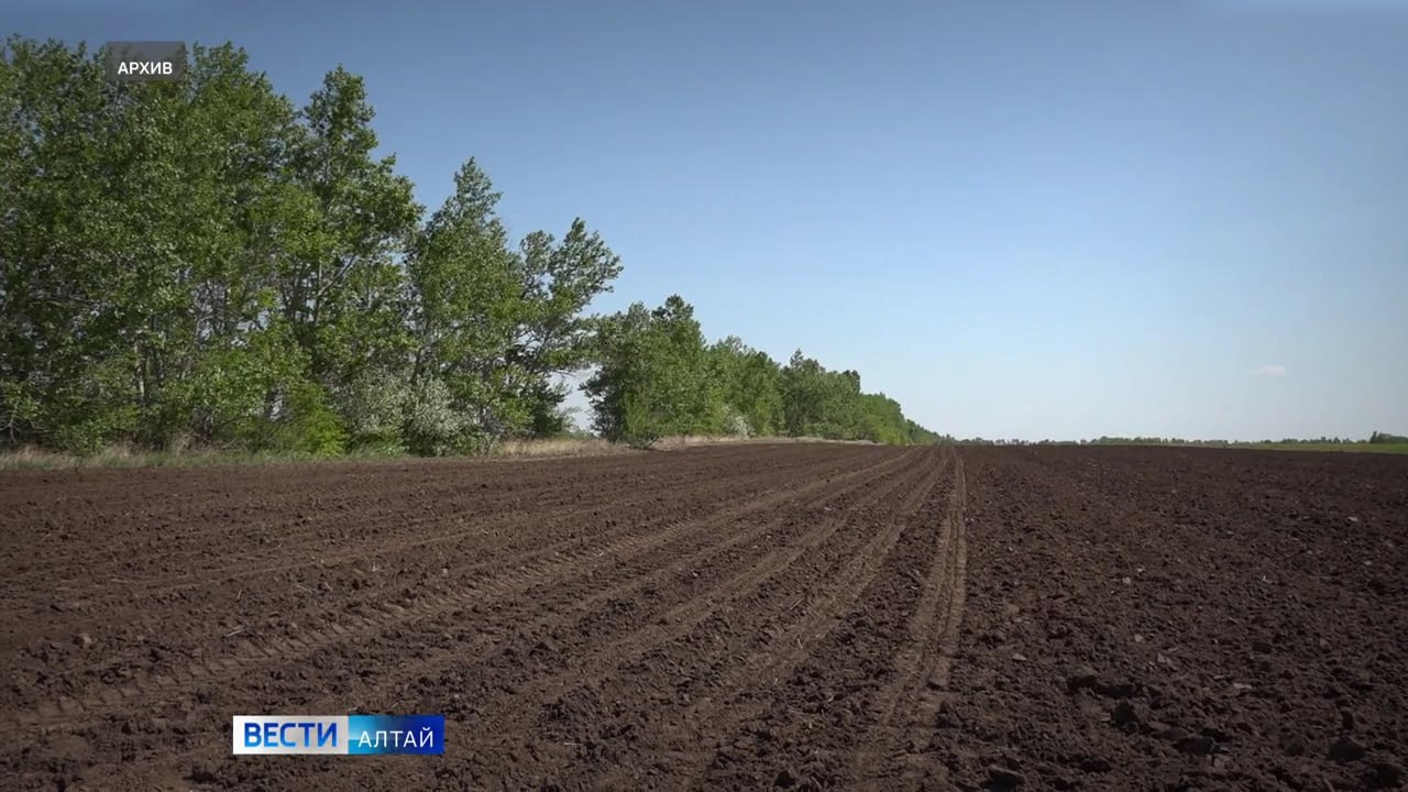 Алтайские аграрии провели яровой сев на площади 3,5 млн гектаров. Это 70% от запланированного объёма. По зерновым культурам засеяно больше половины площадей. Об этом сообщили в Минсельхозе региона. Хозяйствам осталось засеять около 1,5 млн га, в основном, гречихой и пшеницей. Параллельно аграрии начали уходовые работы за посевами. По данным Минсельхоза, в регионе выполнен план по севу подсолнечника, льна, сахарной свёклы, овса, гороха и чечевицы. Кроме того, в степных районах Алтая началась обработка полей от саранчи. В Угловском районе уже обработали 900 га сенокосов и пастбищ. Однако ходу работ мешают погодные условия. Ожидаются заморозки, но аграрии надеются, что резкая смена погоды не нанесёт урожаю серьёзного ущерба.