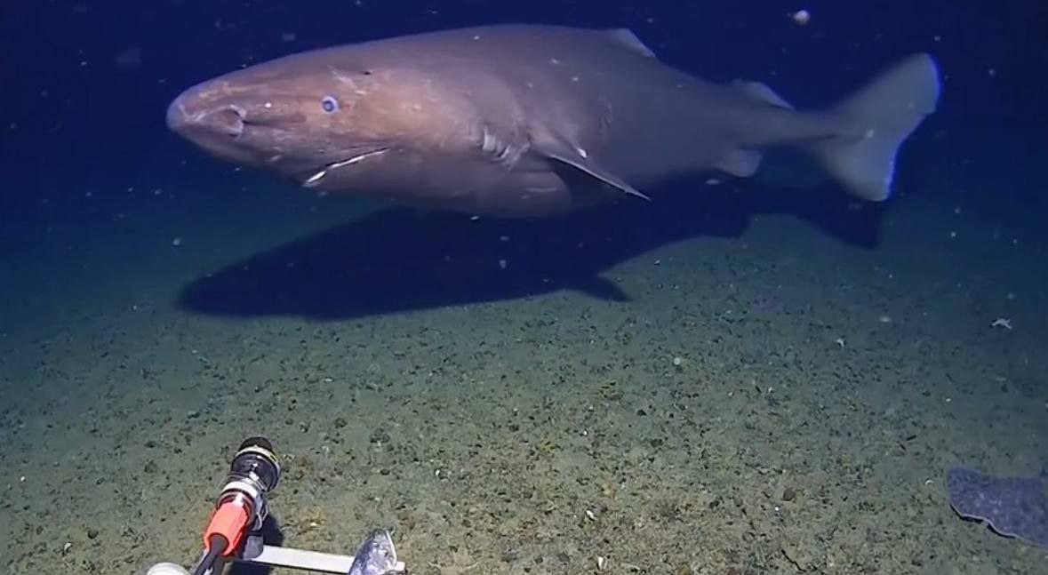 У берегов Антарктиды ученые впервые заметили акулу сообщает ТАСС со ссылкой на Associated Press Длина рыбы около 3 4 метров Ученые предполагают что у берегов Антарктиды обитают и другие акулы Они питаются останками китов и гигантских кальмаров на морском дне фото LatestLY X