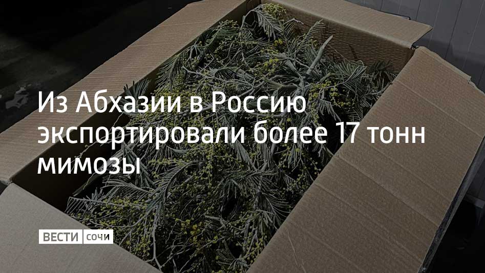 Первые партии мимозы начали ввозить в начале февраля. За две недели было экспортировано 17,7 тонны цветов, пишет Sputnik Абхазия.  Объем поставок превышает в пять раз показатели 2024 года. Тогда за аналогичный период из Абхазии в Россию ввезли 3,8 тонны. В 2023 году – 7,4 тонны.  Причиной увеличения объема экспорта стала теплая погода в конце февраля и начале января. Мимоза расцвела раньше обычного срока.  Всего в 2025 году планируется доставить 200-250 тонн цветов.