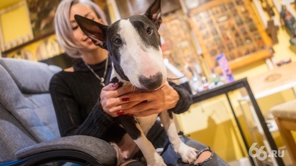 Ходить в кафе с животными могут запретить Депутат Госдумы Нина Останина требует Минздрав изменить санитарные правила и исключить возможность нахождения животных в местах общественного питания По действующим правилам в заведениях не должно содержаться насекомых и грызунов а также птиц и животных По ее мнению данная формулировка позволяет владельцам кафе и ресторанов принимать посетителей с домашними питомцами что не учитывает интересы других гостей А вы за животных в кафе да ничего в этом плохого нет против домашние животные должны быть дома без разницы главное чтобы в наморднике были Новости из Екатеринбурга