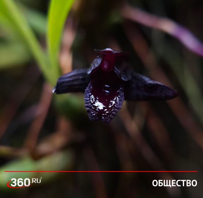 Самая черная в мире орхидея паук расцвела в Аптекарском огороде в Москве Об этом рассказали в Ботаническом саду МГУ hortus ru Самая чёрная в мире из природных орхидей крошечная Максиллярия шункеана Maxillaria schunkeana расцвела в тропиках Ботанического сада МГУ Аптекарский огород Неофициальное название растения из за внешнего вида цветка орхидея паук Там отметили что посетители могут увидеть цветок в Пальмовой оранжерее в одной из стеклянных витрин где также распустилась орхидея вампир Дракула химера Подписаться на tv360 I Обратная связь I Чат 360 I Наш канал в MAX