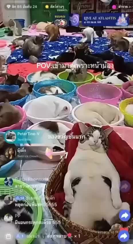 Тайские коты становятся звездами стриминга и привлекают донаты
