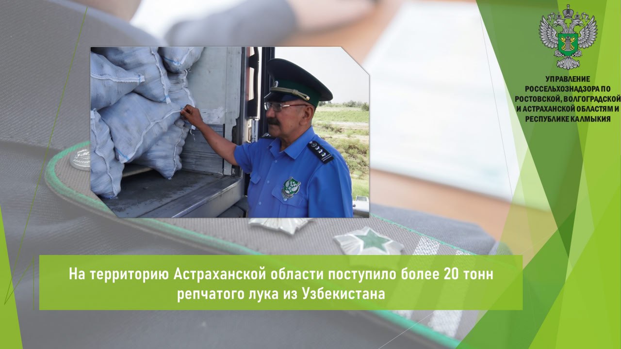 Управлением Россельхознадзора в период с 15 по 17 июля на территории морского порта «Астрахань» осуществлен карантинный фитосанитарный контроль в отношении партии репчатого лука  22,9 т  поступившей на территорию Астраханской области из Узбекистана.    Для установления карантинного фитосанитарного состояния продукции Управлением отобраны образцы и направлены в аккредитованную лабораторию. На основании полученных заключений карантинные объекты в продукции не обнаружены.  Представителю грузополучателя выдан акт карантинного фитосанитарного контроля. После завершения контрольно-надзорных мероприятий груз проследовал в адрес получателя.    Открыть полный текст  #Карантинный_фитосанитарный_контроль #Ввоз_вывоз_транзит #Импорт