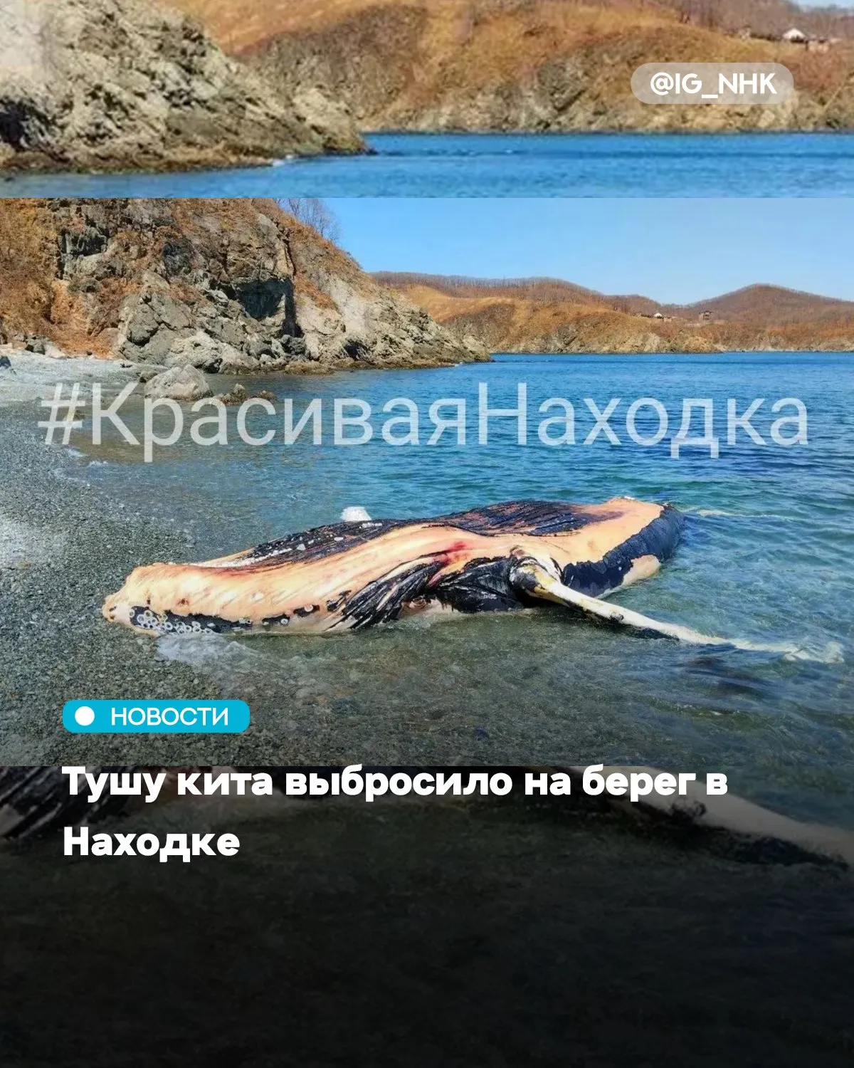 В Находке на берег выбросило тушу крупного морского животного сообщает РИА VladNews со ссылкой на Красивая Находка Инцидент произошёл в бухте Мусатова По предварительным данным речь может идти о горбатом ките однако точный вид пока не установлен Специалисты отмечают что подобные находки могут представлять санитарную опасность из за разложения и неприятного запаха Источник РИА VladNews